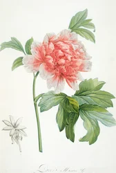 Pivoine, 1799